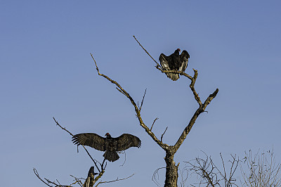 火鸡秃鹰(Cathartes aura)，在一些北美地区也被称为火鸡秃鹰(或只是秃鹰)，萨克拉门托国家野生动物保护区，萨克拉门托山谷，加利福尼亚州。Cathartiformes