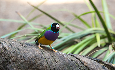 澳大利亚:Gouldian雀