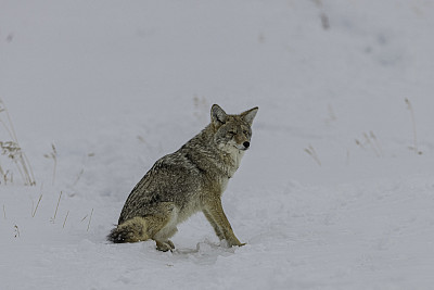 野狼，大犬，在黄石国家公园的雪地里，WY