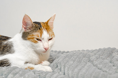 花纹猫图片大全 花纹猫设计素材 花纹猫模板下载 花纹猫图库 昵图网soso Nipic Com 花纹猫图片大全 花纹猫设计素材 花纹猫模板下载 花纹猫图库 昵图网soso Nipic Com