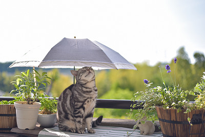 花与猫图片大全 花与猫设计素材 花与猫模板下载 花与猫图库 昵图网soso Nipic Com