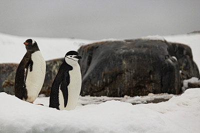 巴布亚企鹅(Pygoscelis papua)和南极企鹅(Pygoscelis antarctic) -南极洲