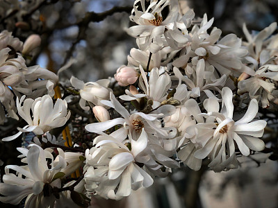 星形花图片大全 星形花设计素材 星形花模板下载 星形花图库 昵图网soso Nipic Com