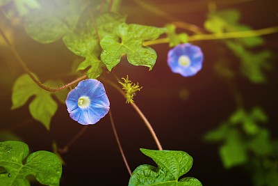 花园里有牵牛花。晨光