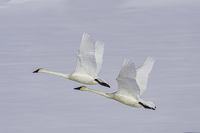 在黄石国家公园的麦迪逊河号手天鹅，WY在冬天。号手天鹅(Cygnus buccinator)是北美本土最重的鸟类。飞行。