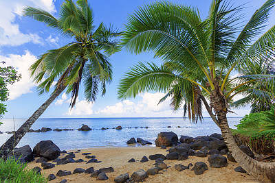 美国夏威夷考艾岛海滩上的两棵棕榈树