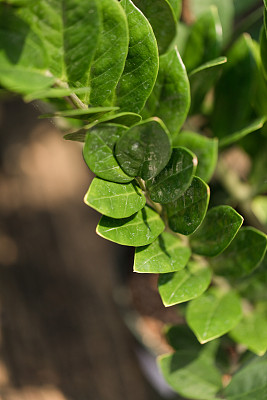 ZZ植物'桑给巴尔宝石'植物