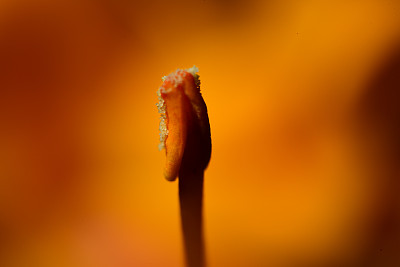 黄色杜鹃花花药附花粉的极宏观侧视图