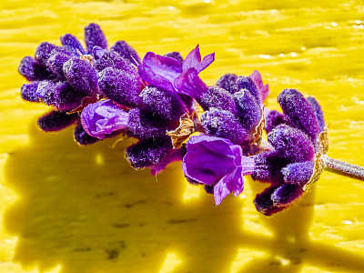 女性与花图片大全 女性与花设计素材 女性与花模板下载 女性与花图库 昵图网soso Nipic Com