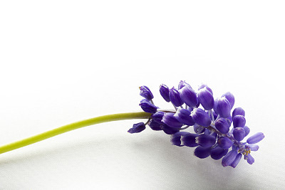 栽培植物海报图片大全 栽培植物海报设计素材 栽培植物海报模板下载 栽培植物海报图库 昵图网soso Nipic Com