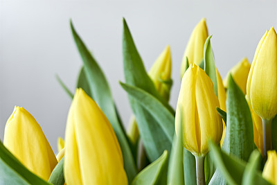 灰色花背景图片大全 灰色花背景设计素材 灰色花背景模板下载 灰色花背景图库 昵图网soso Nipic Com 灰色花背景图片大全 灰色花背景设计素材 灰色花背景模板下载 灰色花背景图库 昵图网soso Nipic Com