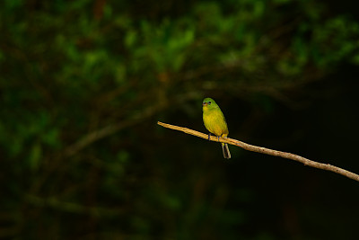 雌性彩绘彩旗栖息在棍子末端附近，下端呈黄色