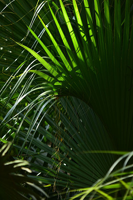 萨巴尔棕榈叶的尖端捕捉阳光