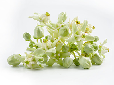 花王冠图片大全 花王冠设计素材 花王冠模板下载 花王冠图库 昵图网soso Nipic Com