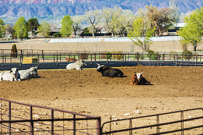 经济低迷时期美国西部饲养场的短刺牛肉牛