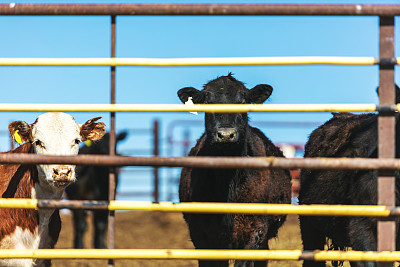 经济低迷时期美国西部饲养场的肉牛