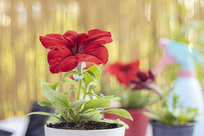 花花梨图片大全 花花梨设计素材 花花梨模板下载 花花梨图库 昵图网soso Nipic Com