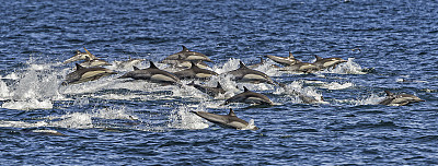 长喙海豚是一种常见的海豚。产于科尔特斯海或加利福尼亚湾。
