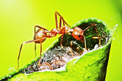 蚂蚁看着折叠的叶巢。