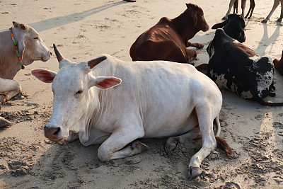 在印度果阿的旅游海滩/度假胜地，四头慵懒的野生圣牛在棕色和白色的沙滩上晒太阳
