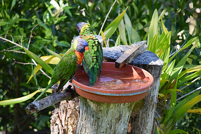 一对澳大利亚彩虹鹦鹉在后院给鸟洗澡