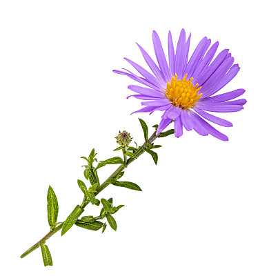紫色紫苑花图片大全 紫色紫苑花设计素材 紫色紫苑花模板下载 紫色紫苑花图库 昵图网soso Nipic Com
