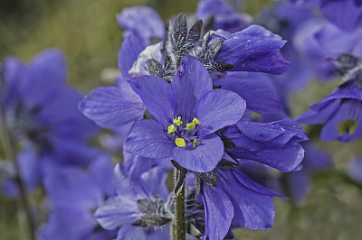 俄罗斯胡克特卡自治州弗兰格尔岛多疑湾的Polemonium boreale生长。花荵科