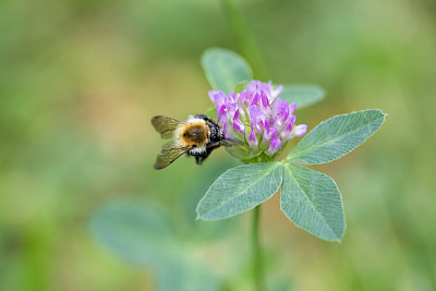 蜂蜜蜜蜂花草图片大全 蜂蜜蜜蜂花草设计素材 蜂蜜蜜蜂花草模板下载 蜂蜜蜜蜂花草图库 昵图网soso Nipic Com