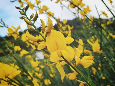 花树木图片大全 花树木设计素材 花树木模板下载 花树木图库 昵图网soso Nipic Com