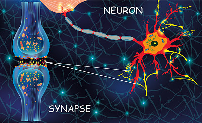 解剖学neyron细胞。在生物体中传递脉冲信号。信号在大脑中。大脑中的神经连接形成思想和概念学习。结构尼龙教育