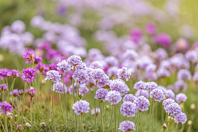 背景阳光花图片大全 背景阳光花设计素材 背景阳光花模板下载 背景阳光花图库 昵图网soso Nipic Com