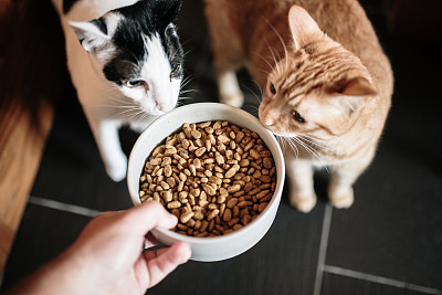 猫食