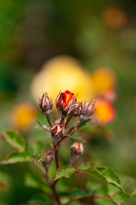 红玫瑰花蕾，花蕾柔软