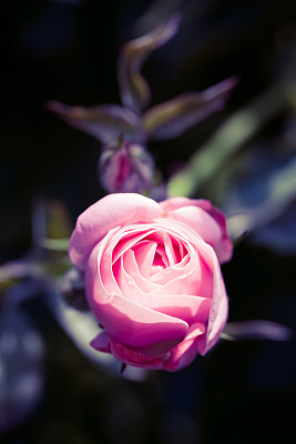 粉红色玫瑰花，花蕾柔嫩