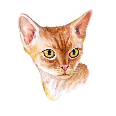 红色德文郡雷克斯短毛品种猫孤立的白色。英国波浪毛狮子猫，外国猫。手绘的宠物。贺卡的设计。图形剪辑艺术水彩近距离肖像可爱的猫。