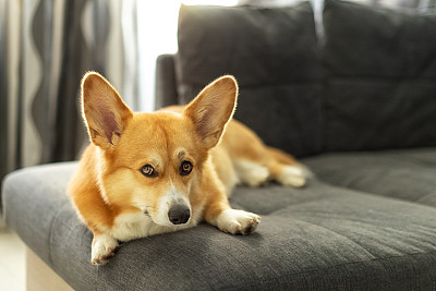 生姜广告图片大全 生姜广告设计素材 生姜广告模板下载 生姜广告图库 昵图网soso Nipic Com