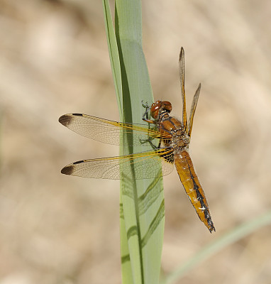 蓝色追逐蜻蜓(Libellula fulva)雌性