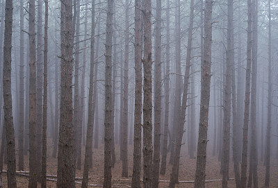迷雾中的神秘松林
