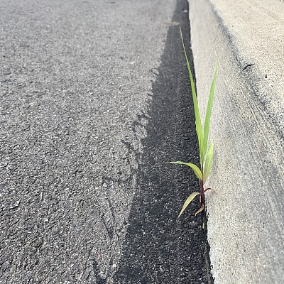 城市混凝土沥青中的杂草