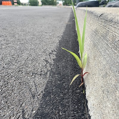 城市混凝土沥青中的杂草