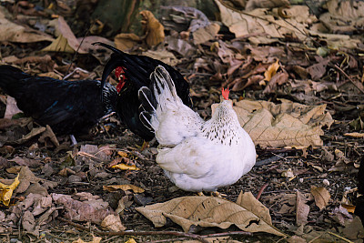 农场花园里的白鸡和黑公鸡