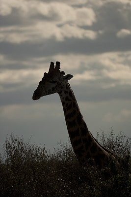 非洲肯尼亚马赛马拉长颈鹿