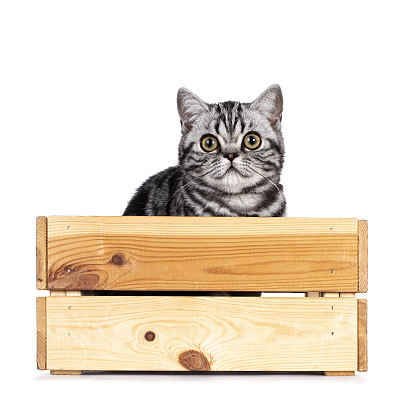 可爱猫背景图片大全 可爱猫背景设计素材 可爱猫背景模板下载 可爱猫背景图库 昵图网soso Nipic Com 可爱猫背景图片大全 可爱猫背景设计素材 可爱猫背景模板下载 可爱猫背景图库 昵图网soso Nipic Com