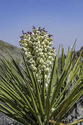 莫哈韦丝兰，丝兰，约书亚树国家公园，加利福尼亚州，莫哈韦沙漠。Asparagaceae