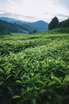 清晨在卡梅隆高地的茶园里种植茶树