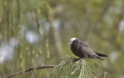 黑头鹎或普通黑头鹎(Anous stolidus)是燕鸥科的一种海鸟。最大的noddies。Papahānaumokuākea海洋国家纪念碑，中途岛，中途岛环礁，夏威夷群岛。鸥科。