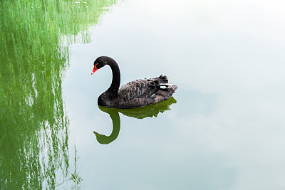 中国成都动物园湖里的一只黑天鹅