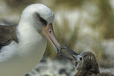 信天翁是一种横跨北太平洋的大型海鸟。喂养小鸡。Papahānaumokuākea海洋国家纪念碑，中途岛，中途岛环礁，夏威夷群岛
