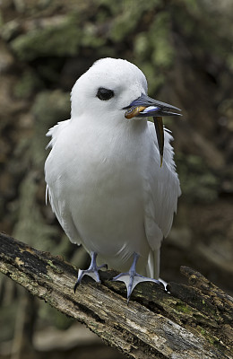 白燕鸥(Gygis alba)是一种小型海鸟，发现横跨热带海洋的世界。这个物种的其他名字包括天使燕鸥和白Noddy。Papahānaumokuākea海洋国家纪念碑，中途岛，中途岛环礁，夏威夷群岛。与