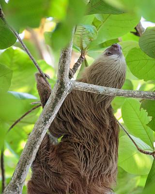 哥斯达黎加的树懒在爬树